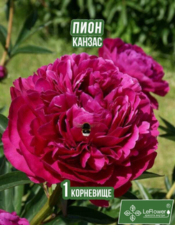 Пион Корневище, Канзас