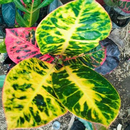 Кротон AYU TING TING