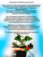 Пеларгония Сладкая жизнь в розовых очках