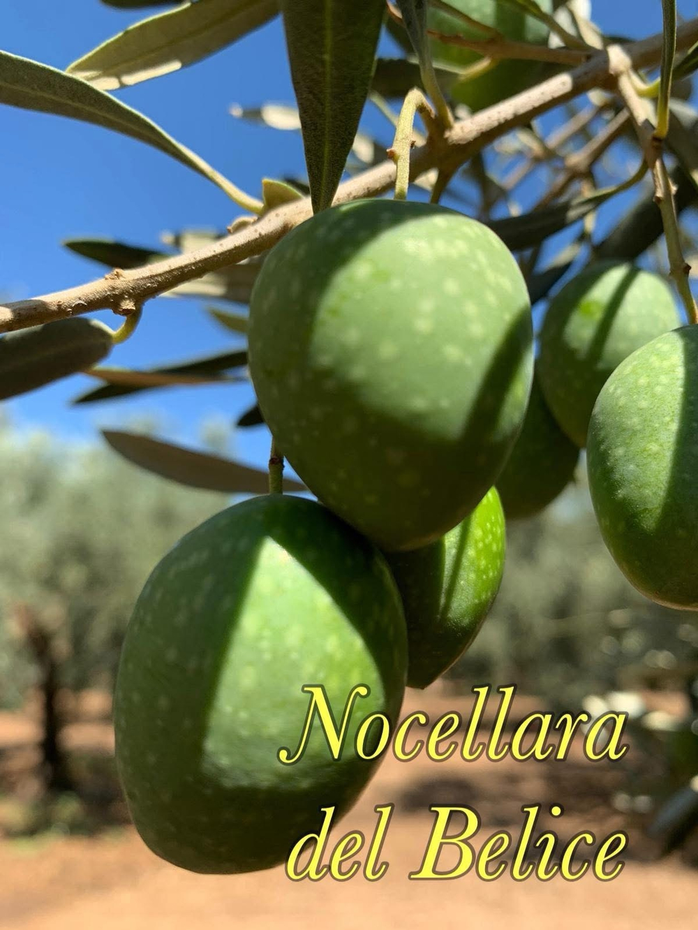 Оливки зеленые Barbera Nocellara Siciliana, Италия, 560г.