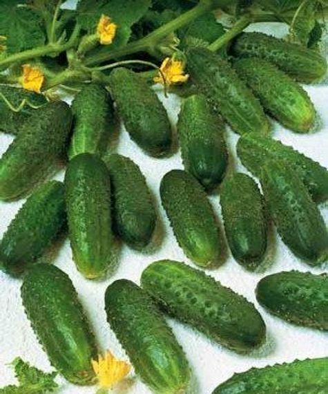 МАРИНДА F1 семена огурца партенокарпического (Seminis) цена