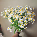 Ромашка Матрикария, упаковка 25 шт.