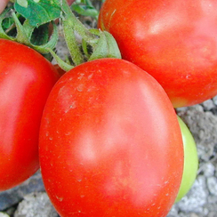 Фриско F1 семена томата детерминантного (Clause / Клос)