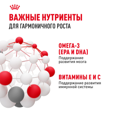 Корм консервированный Royal Canin Kitten Jelly полнорационный для котят до 12 месяцев, кусочки в желе - 85 гр