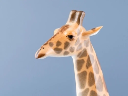 Скульптура Жираф с поднятой головой арт. 82.00986.00.1