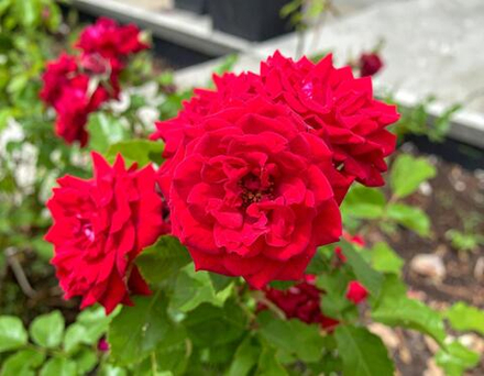 Роза почвопокровная Хеллоу С6