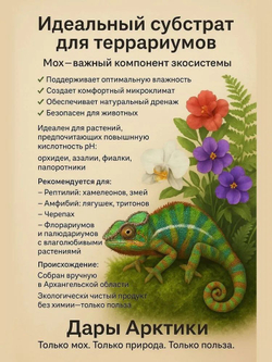 Мох Сфагнум