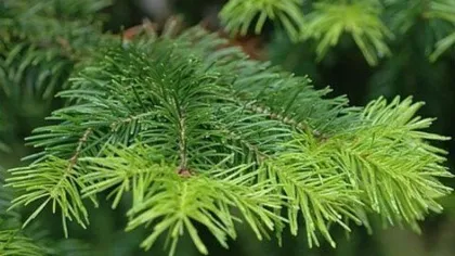 Пихта сибирская