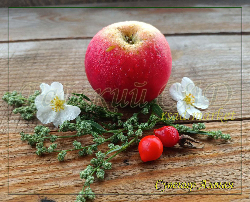 Яблоня Сувенир Алтая