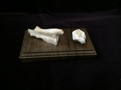 Тюлень на льдине