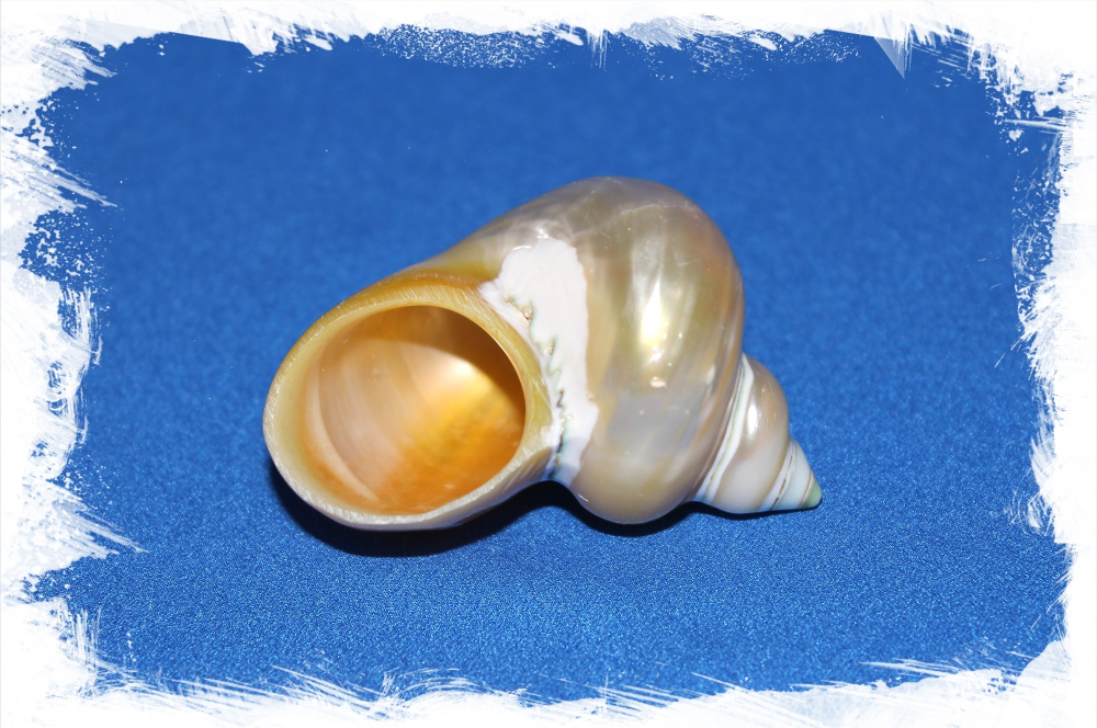 Турбо Голд Перламутровая, 4-5см, 1шт