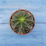 Gymnocalycium Friedrichii (Гимнокалициум)