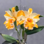 Орхидея ринхолелиокаттлея RLC. GOLDEN COSMO