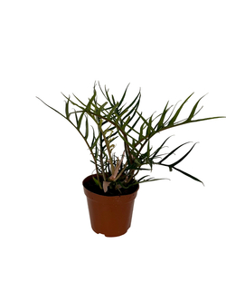 Филодендрон Christmas tree д.12