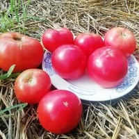 Помидоры Rose de Berne - Бернская Роза