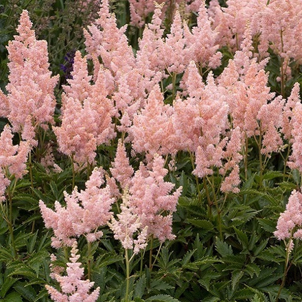 Астильба Арендса Sister Theresa