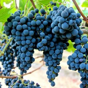 Санджовезе (Sangiovese) - черный сорт винограда