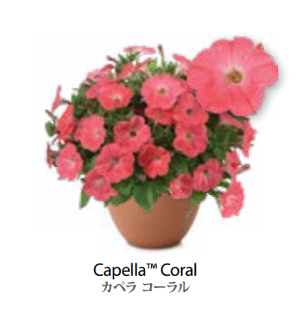 ЕВРО Petunia Capella Coral укорененный черенок середина декабря 25