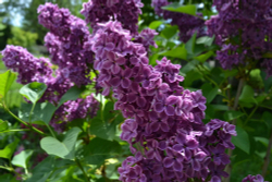 Сирень обыкновенная Людвиг Шпет Закупка М64 май 2026