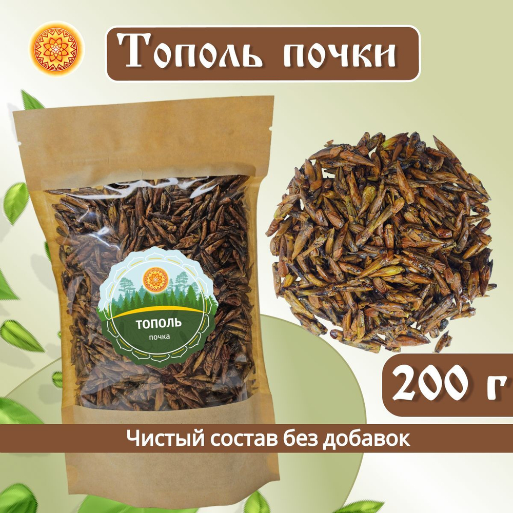 Тополь черный почки.