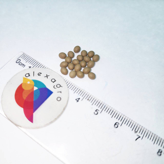 Сатин семена салата лолло росса (Rijk Zwaan /ALEXAGRO) – фото 13