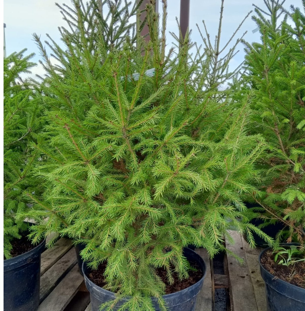 Ель обыкновенная С20 100-150