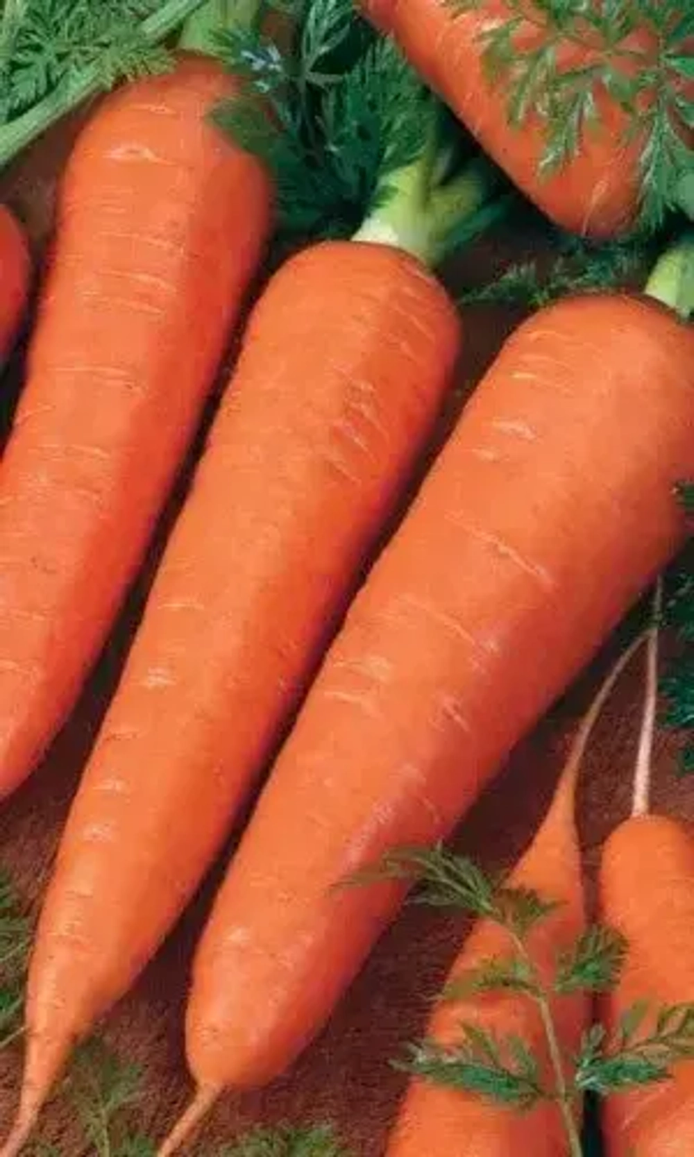 Семена Морковь Красный Великан (Роте Ризен) 1500 шт (Марс) Б/П