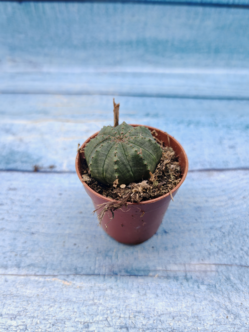 Euphoria Obesa (Эуфорбия)