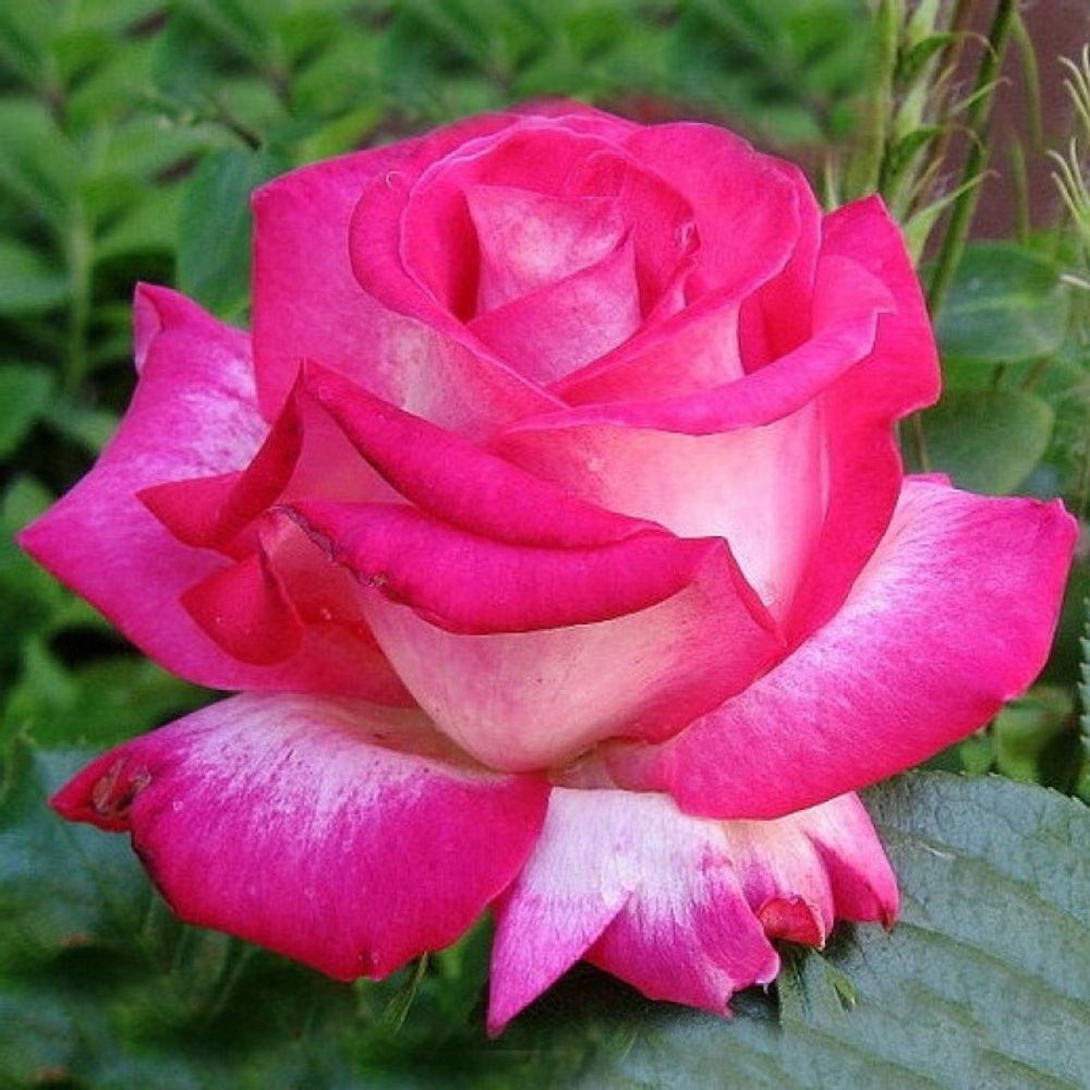 Роза чайно-гибридная Роз - Гажар