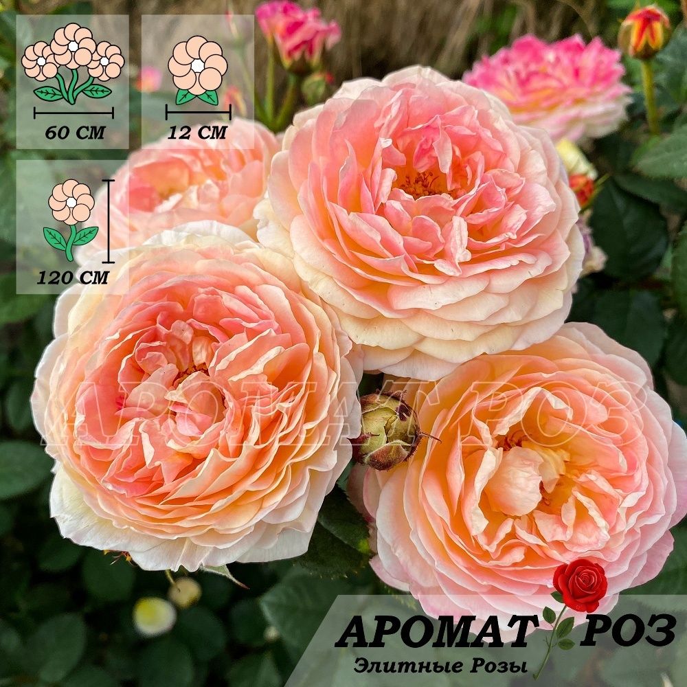 Розоман Жанон (Rosomane Janon)