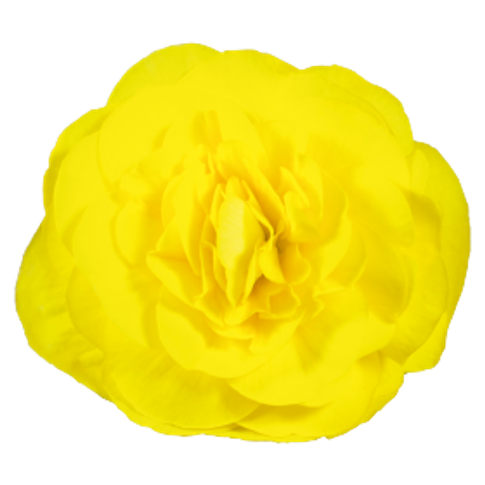 Бегония клубневая Нонстоп Еллоу (50шт) Витагрин Профи