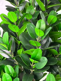 Фикус эластика зеленый 180 см.