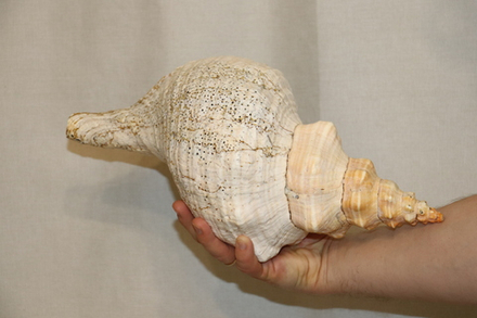 Раковина Плеуроплока гигантея (Pleuroploca gigantea) 1 шт., 42 см