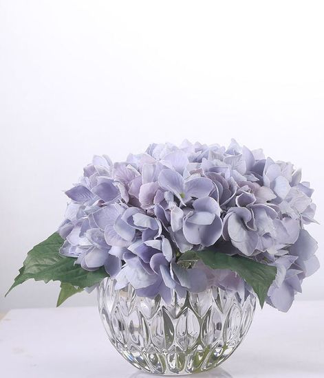 Гортензии голубые, Cote Noire