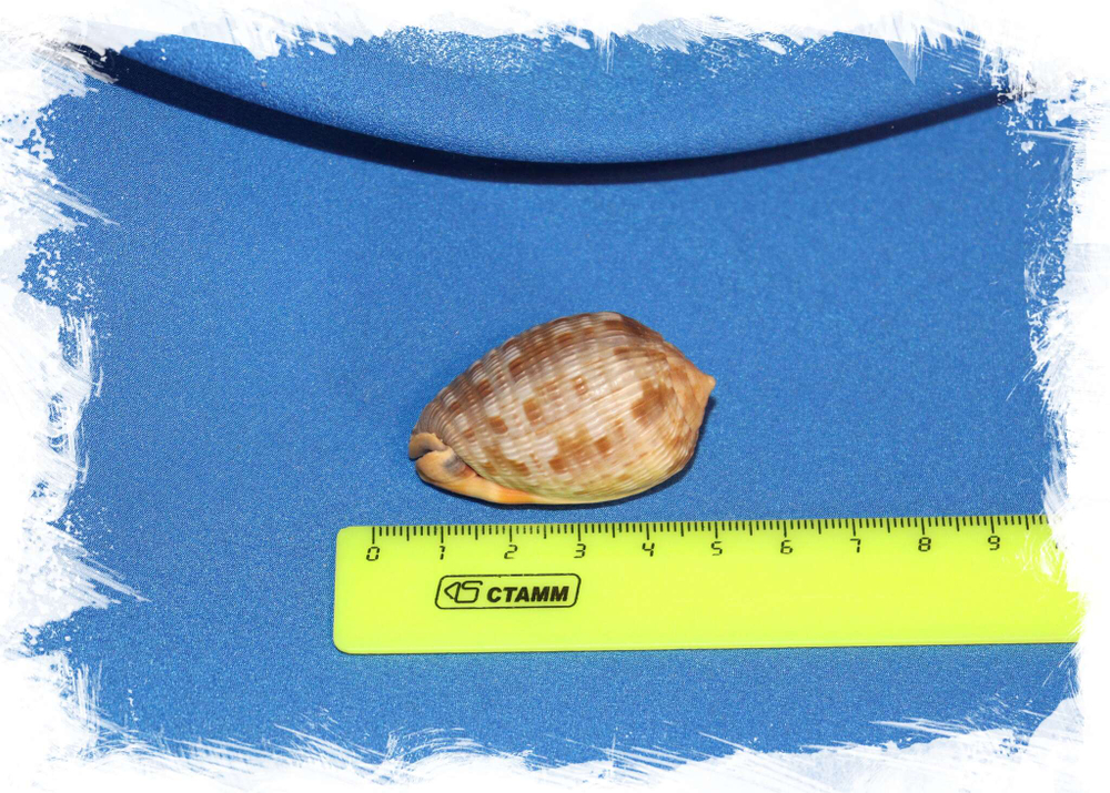 Ципрекассис тестикулус (Cypraecassis testiculus) размер 3,2 см.