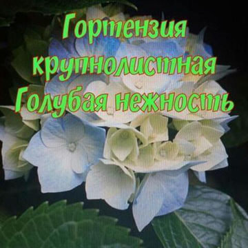 Гортензия крупнолистная Голубая нежность