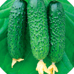 СПАЙК F1 семена огурца (Hazera | Хазера)