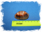 Lyncina ventriculus, Cypraea ventriculus, Пузатая каури