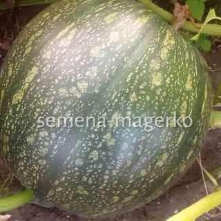 Тыква мускатная Витаминная 50 (грамм)