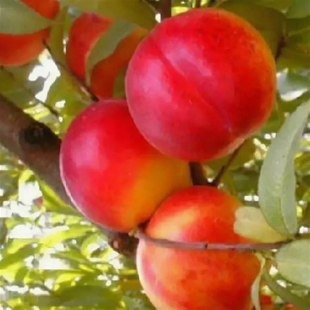 Нектарин Медовый