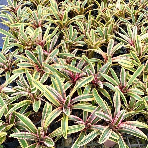 Три сорта неорегелий в предзаказе в размере мини