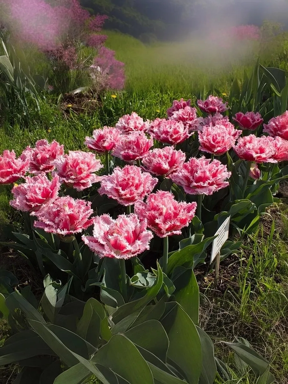 Тюльпан Махрово-бахромчатый Брест