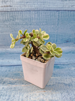 Portulacaria Afra Variegata (Портулакария)