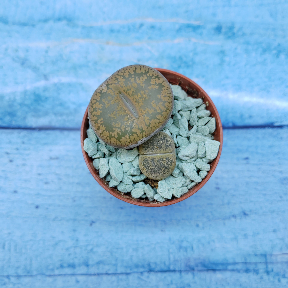 Lithops sp. (Литопсы)