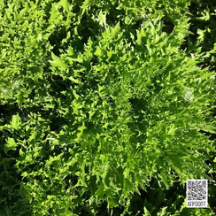 Эксайт семена салата хрустящего с сильно рассеченным листом (Rijk Zwaan / Райк Цваан)