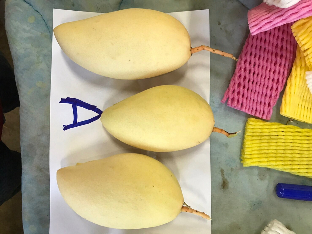 МАНГО- сорт "КЕЙТ" (ЕГИПЕТ)