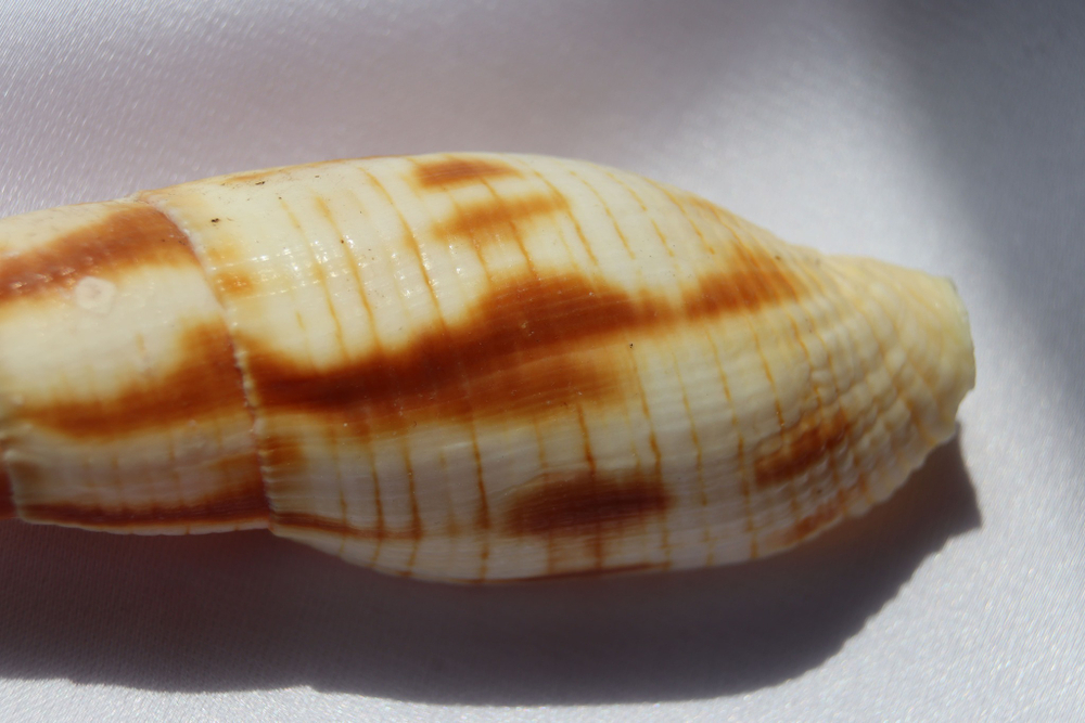 Митра еремитарум (Nebularia eremitarum)