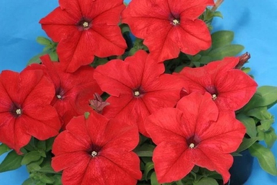 Петуния дримс red