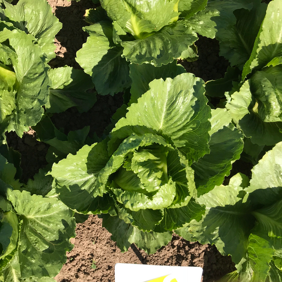 Кранчита семена салата ромэн – фото 4