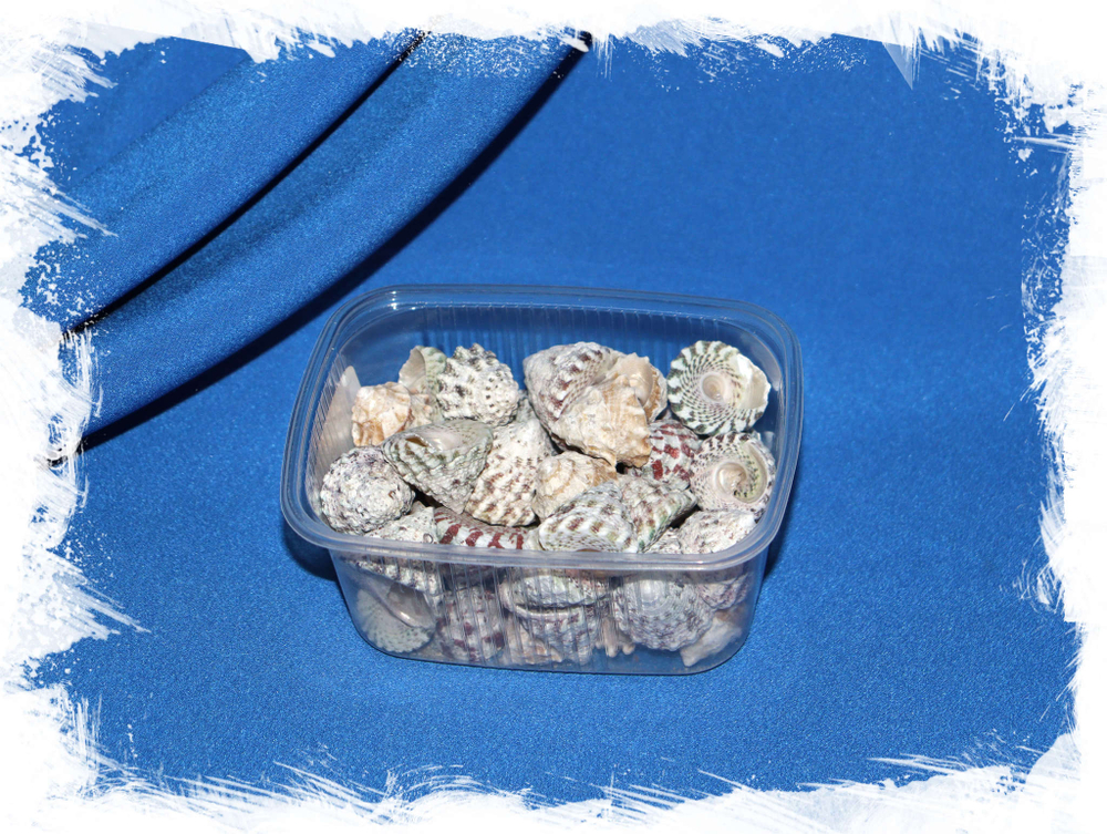 Морские ракушки Трохус